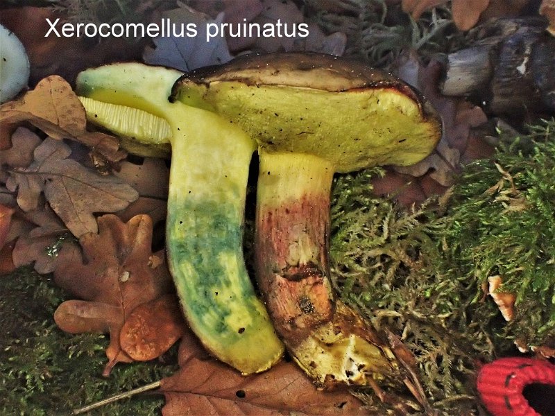 Xerocomellus pruinatus-amf338.JPG - Xerocomellus pruinatus ; Syn1: Xerocomus pruinatus ; Syn2: Boletus pruinatus ; Nom français: Bolet pruineux